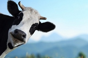 В России открылся первый музей коров